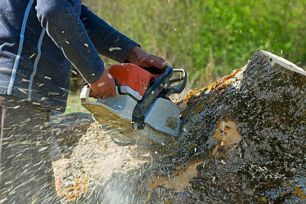 Tree Branch Trimming in Laurium, MI